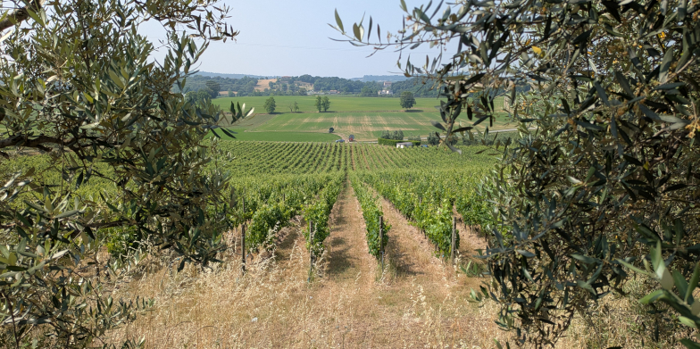 Team building tra le vigne